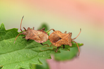 two phasmids mating on a nettle leaf
