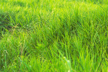 朝日があたる水辺の葦原04