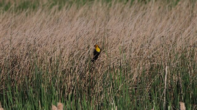 Male Yellow-headed Blackbird sings energetically in a cattail marsh, with sound