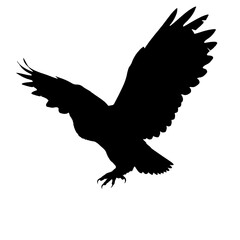 Obraz premium Black silhouette owl open wings nocturnal design