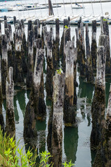 Sailboats Behind Old Pilings in Harbor of Portland Maine