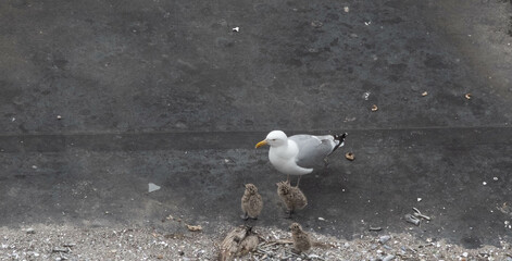 Seagull with Chicks on Roof