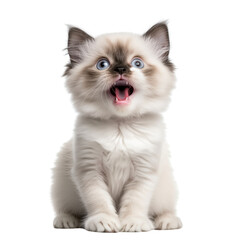 Lovely cute smiling kitten transparent background