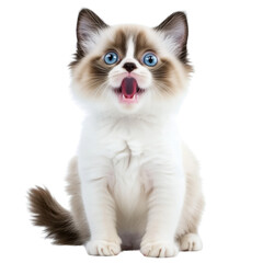 Lovely cute smiling kitten transparent background