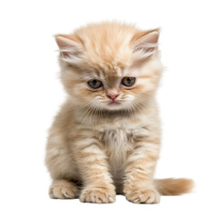 Lovely cute smiling kitten transparent background