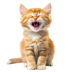 Lovely cute smiling kitten transparent background