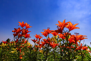 百合の花