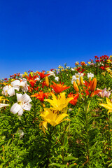 百合の花