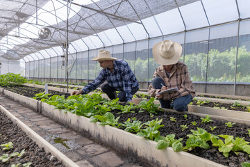 Gardener inspects and records quality of green lettuce in greenhouse cultivation. Horticulture...