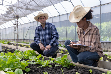 Gardener inspects and records quality of green lettuce in greenhouse cultivation. Horticulture...