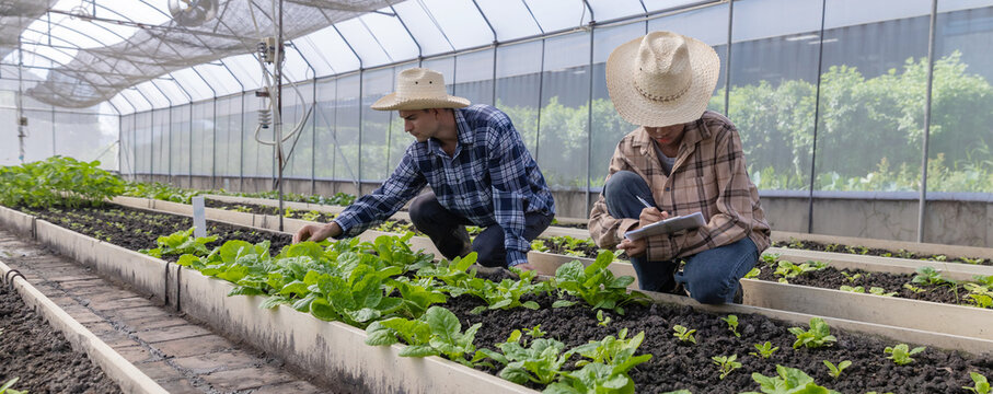 Gardener inspects and records quality of green lettuce in greenhouse cultivation. Horticulture farmer harvest healthy nutrition organic salad vegetables on hydroponic farm