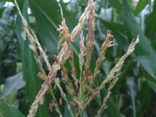 Macro shot of male corn flower with natural color and sharp texture, suitable for farming, botany and organic agriculture themes.