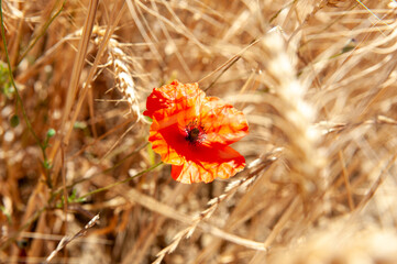 Pappaveri poppies / Estate Summer
