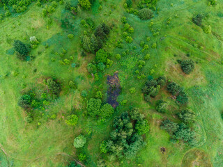 green moss background