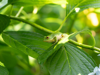 紫陽花の葉に乗るモリアオガエル