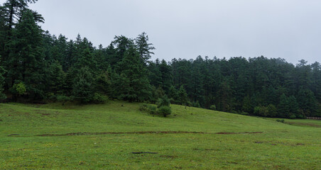 Grass field and Rainy lush green pine tree forest with foggy in wilderness mountain.