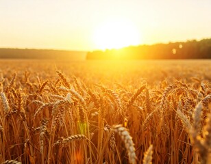 Naklejka premium Golden wheat field at sunset bathed in warm light