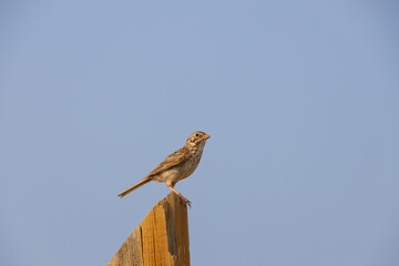 Song sparrow on a wooden pole