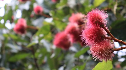 Ripe annatto on the tree, blurred background