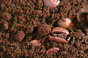 coffee beans on the ground