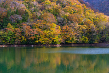 日本の風景・秋　世界遺産・白神山地　紅葉の十二湖　鶏頭場の池