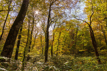日本の風景・秋　世界遺産・白神山地　紅葉の十二湖