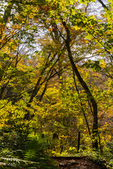 日本の風景・秋　世界遺産・白神山地　紅葉の十二湖