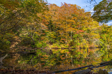 日本の風景・秋　世界遺産・白神山地　紅葉の十二湖　落口の池
