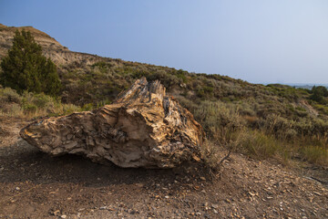 Petrified Forest at Theodore Roosevelt National Park, North Dakota