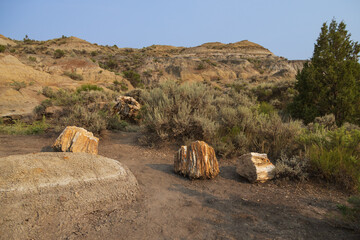 Petrified Forest at Theodore Roosevelt National Park, North Dakota