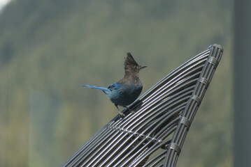 Stellar Jay