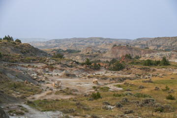Petrified Forest at Theodore Roosevelt National Park, North Dakota