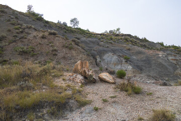 Petrified Forest at Theodore Roosevelt National Park, North Dakota