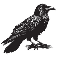 crow on a white background