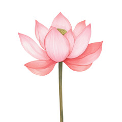 Beautiful pink lotus flower with delicate petals and slender stem, symbolizing purity