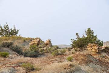 Petrified Forest at Theodore Roosevelt National Park, North Dakota