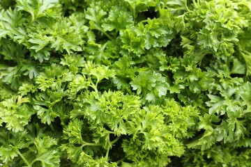Fresh curly parsley as background, closeup view