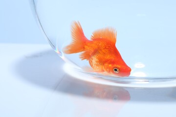 Gold fish swimming in aquarium with clean water on light grey background, closeup