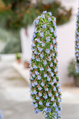 Rare, tall bush (Echium candicans) with blue flowers growing in a flowerbed close-up