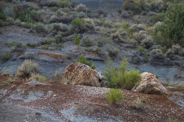 Petrified Forest at Theodore Roosevelt National Park, North Dakota