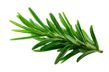 Fototapeta premium Rosemary Vivid Green Leaf Herb - Fresh rosemary herb with vivid green leaves isolated on transparent background