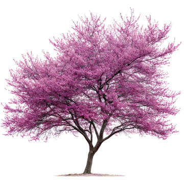  Redbud (Cercis canadensis) Tree - Vibrant redbud tree with pink blossoms on transparent background