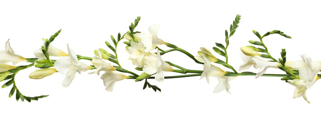 Beautiful fresh freesia flowers on white background