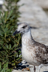 Big sea gull (Larus marinus) on a stone fence by the lake