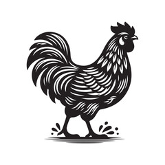 rooster isolated on white