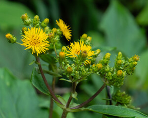 Close up of yellow wildflowers blooming among numerous green buds with blurred green background in...
