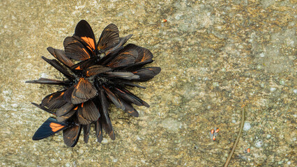 Group of black butterflies with orange markings clustered together on a rough textured rock surface in Ecuador.