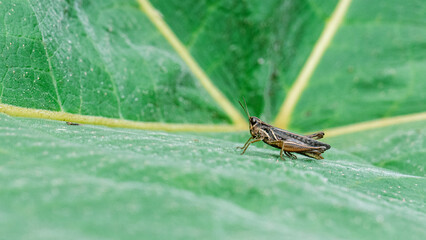Macro view of a small brown grasshopper standing on a large green leaf with visible veins in Ecuador.