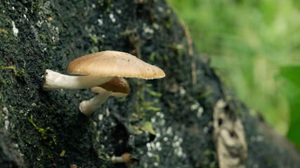 Two brown wild mushrooms with white stems growing on a mossy dark tree trunk in a green forest in Ecuador.
