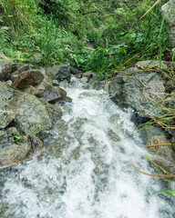 Clear mountain stream flowing rapidly over wet rocks surrounded by dense green vegetation in...